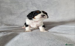 Cavalier King Charles Spaniel dogs for sale: Cavalier King Charles Spaniel Puppies for Sale 🐾 - Image 10