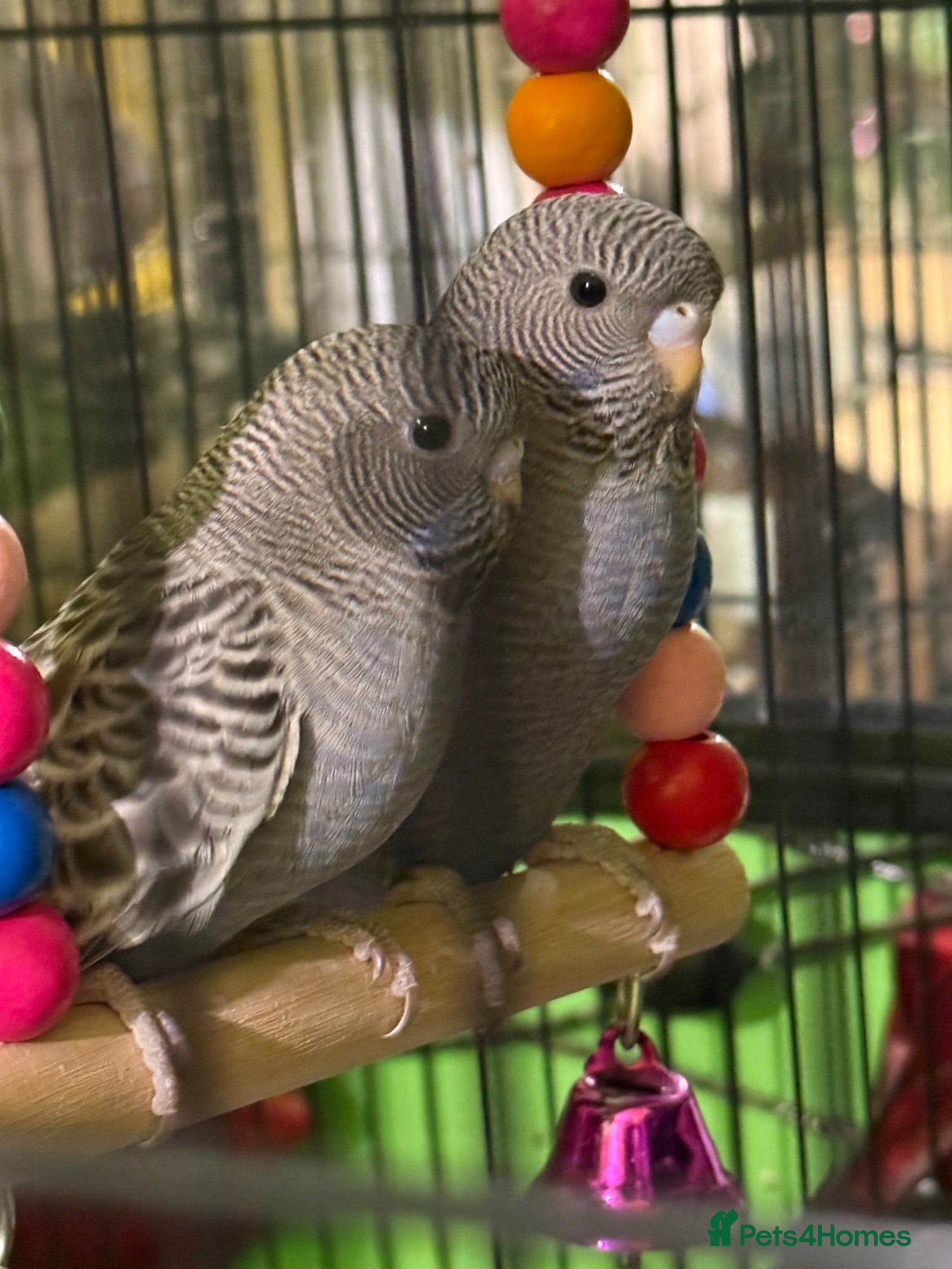 Budgerigars birds Bf/bw baby budgies  - Advert 5
