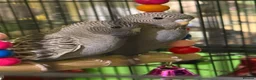 Budgerigars birds for sale: Bf/bw baby budgies  - Advert 1