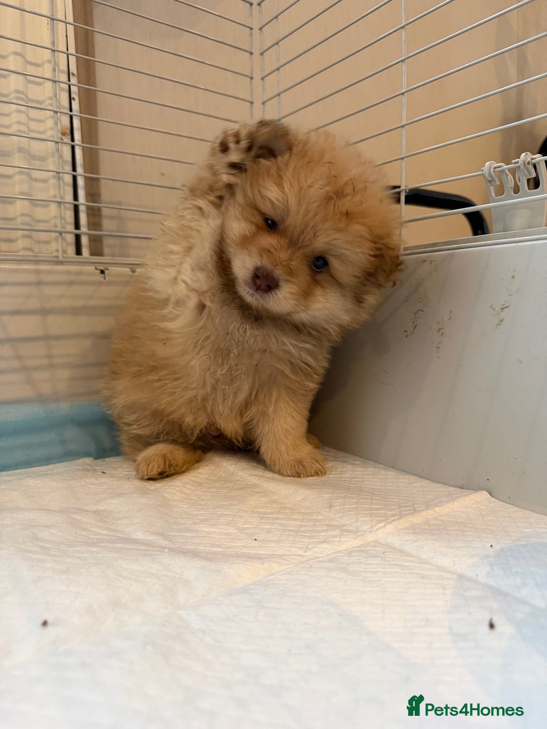 Pomeranian dogs for sale: Pomeranian puppy’s  - Advert 3