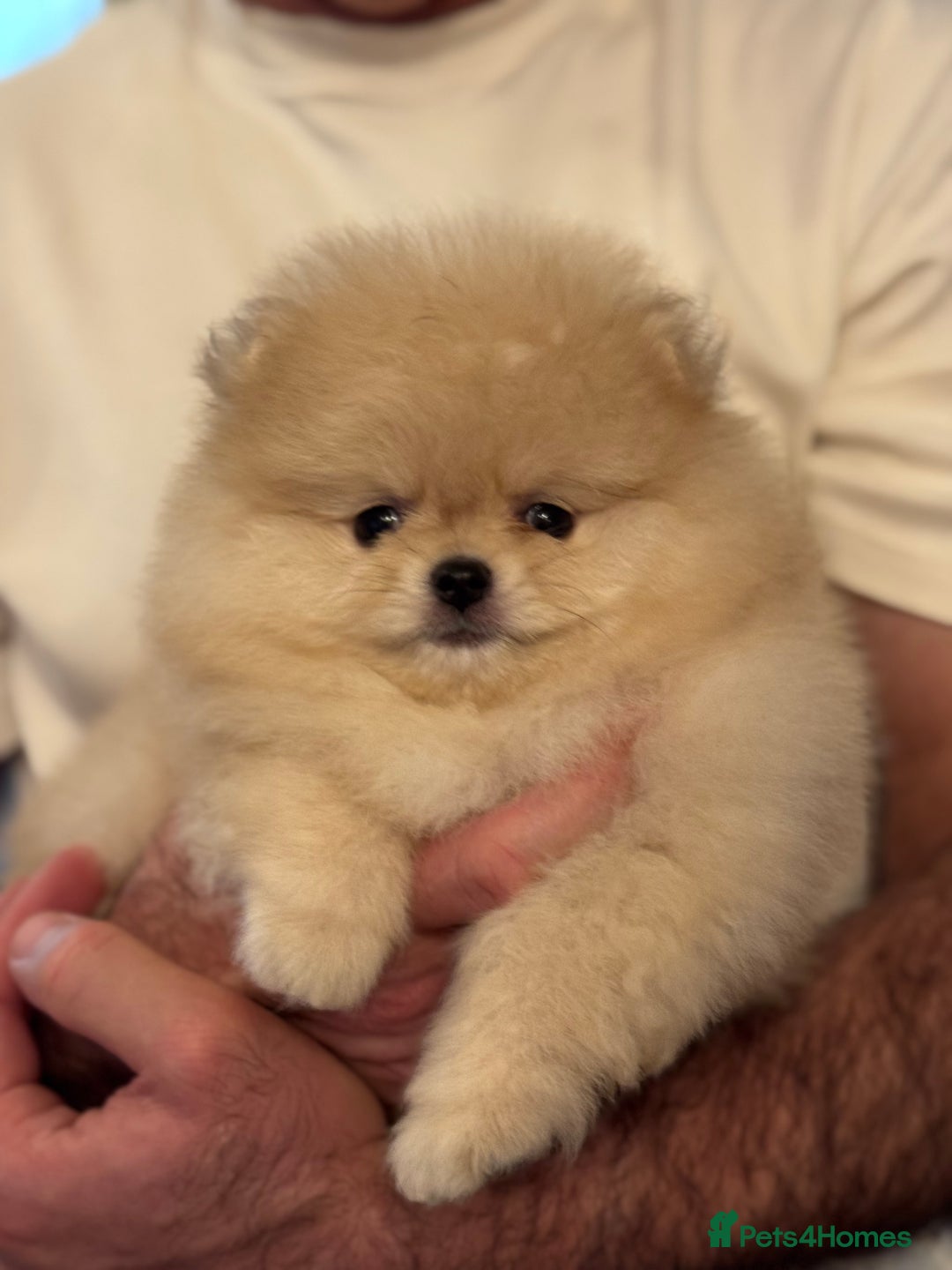 Pomeranian dogs for sale: Teddy Bear Pomeranian Puppies – Top Quality - Advert 3