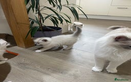 Ragdoll cats for sale: Female kitten become available! Pure Ragdoll in Derby - Image 29