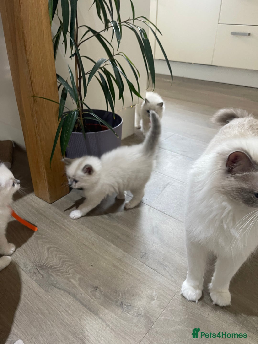 Ragdoll cats for sale: Female kitten become available! Pure Ragdoll in Derby - Image 29
