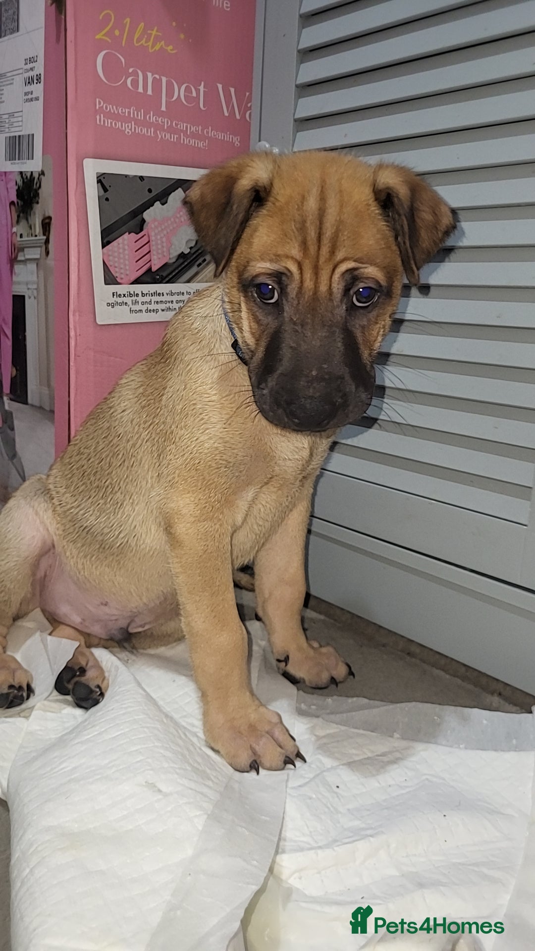 Mixed Breed dogs for sale: Belgian Malinois X Shar-pei puppies  - Advert 15