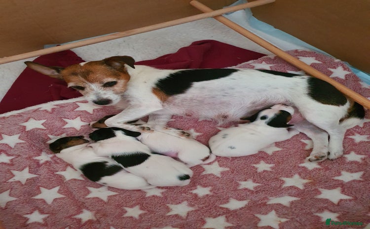 Jack Russell dogs - Advert 1
