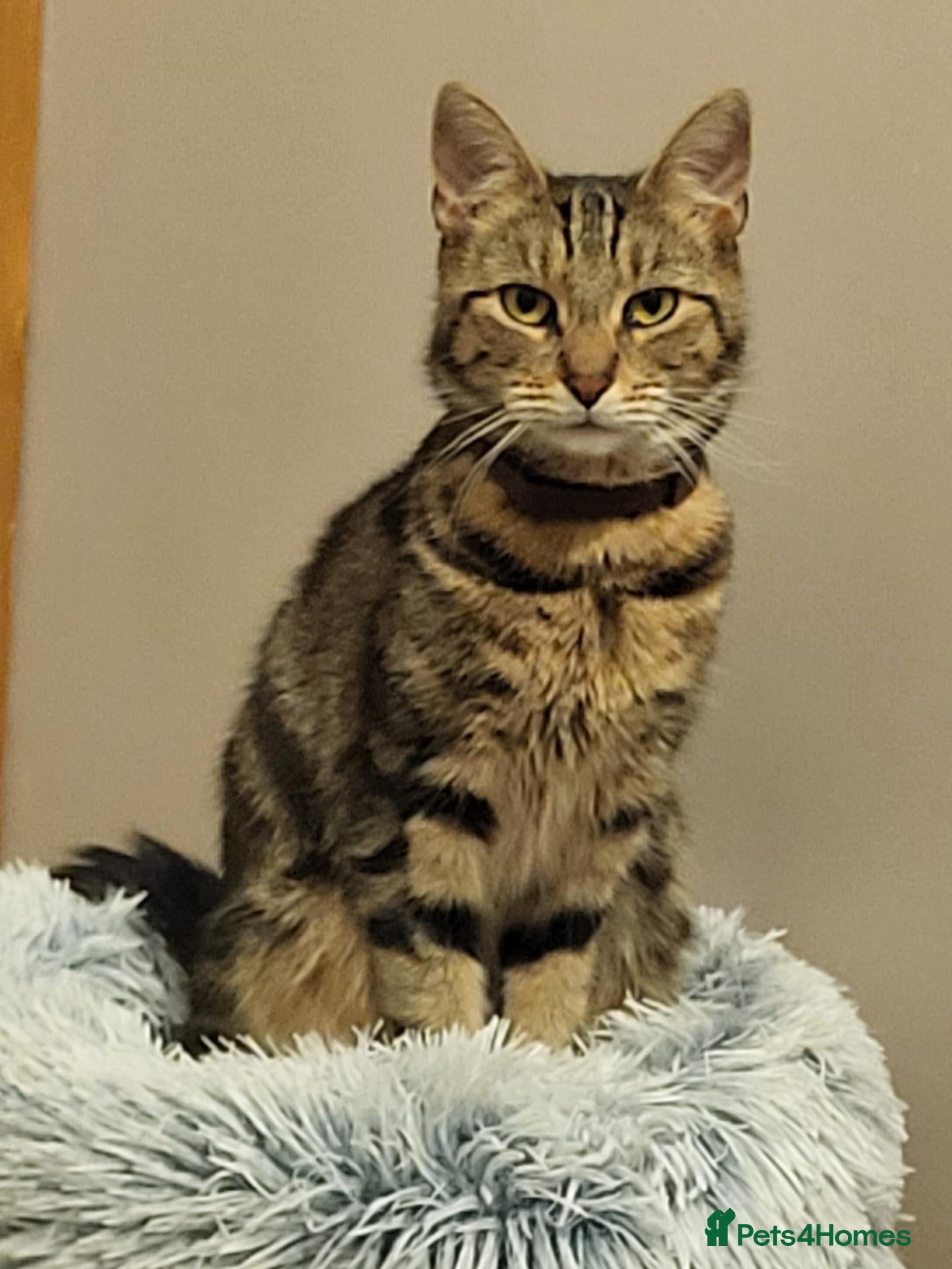 Mixed Breed cats Minnie - Advert 3