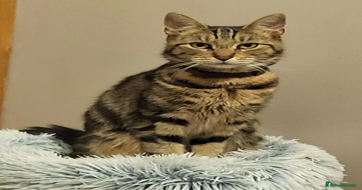 Mouse Kittens for sale | Pets4Homes