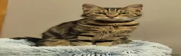 Mixed Breed cats for sale: Minnie - Advert 1