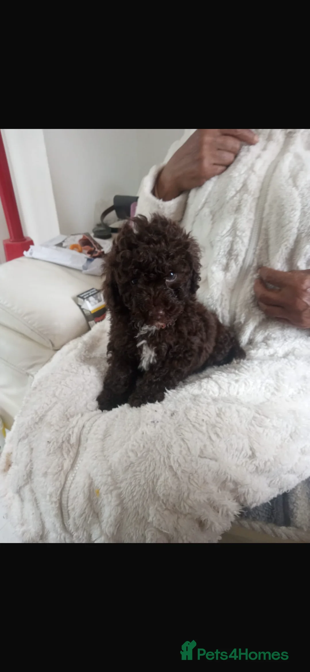 Mixed Breed dogs for sale: Miniature crossed toy puppies for sale - Advert 2