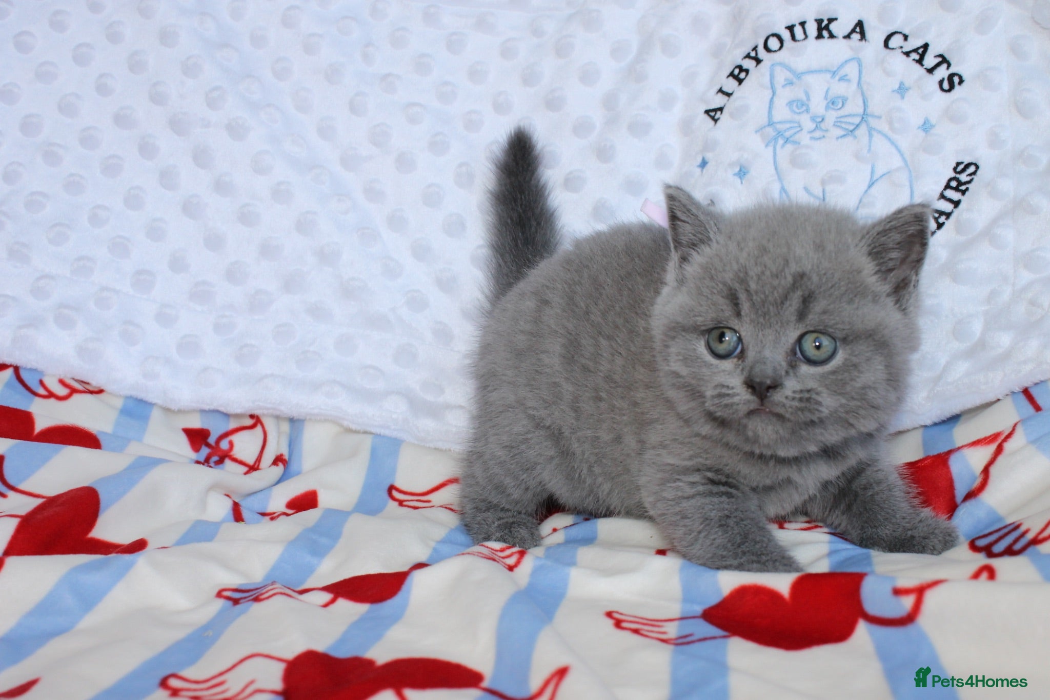 British Shorthair cats GCCF British shorthair kittens. - Advert 2