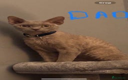 Ragdoll cats for sale: Ragrex kittens for sale  - Image 15