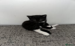 Mixed Breed cats for sale: Black and White Tuxedo Kittens Ready for New Homes - Image 8