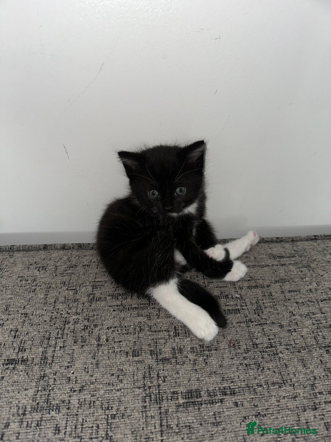 Mixed Breed cats for sale: Black and White Tuxedo Kittens Ready for New Homes - Image 8