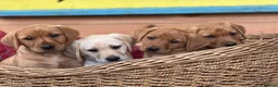 Labrador Retriever dogs for sale: KC Reg Labrador pups Working Traditional Chunky - Advert 10