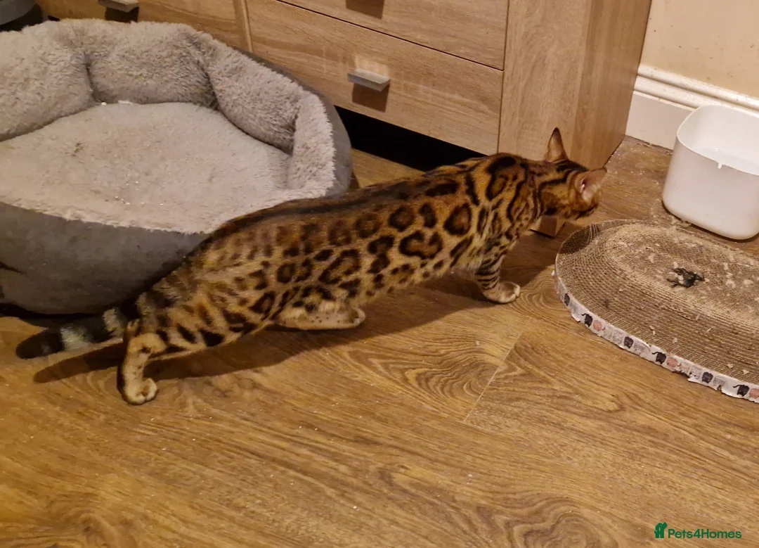 Bengal cats for sale: Beautiful queen ❤️ - Advert 7