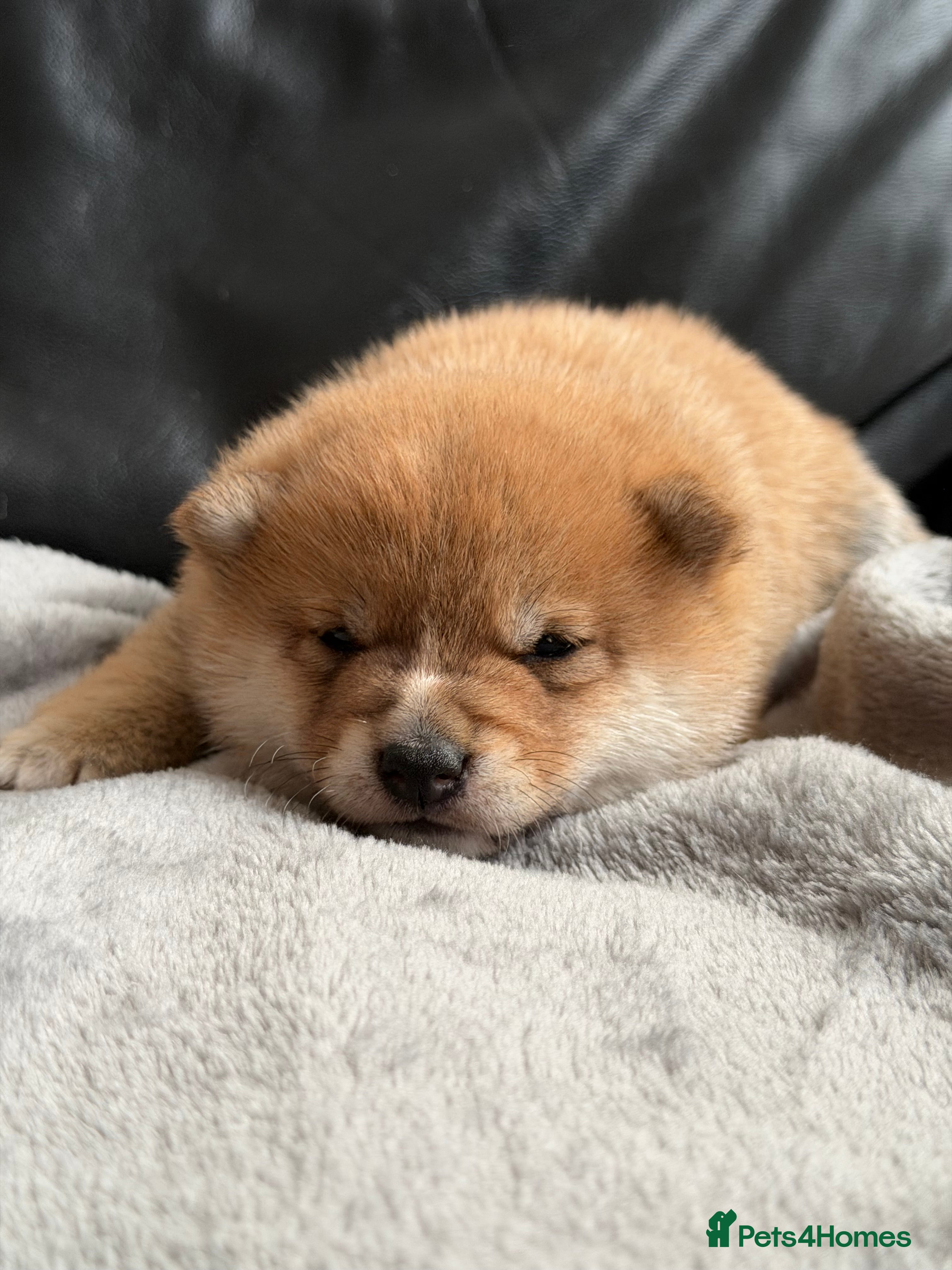 Japanese Shiba Inu dogs for sale: Japanese Mameshiba Inu Puppies Show Grade - Advert 9