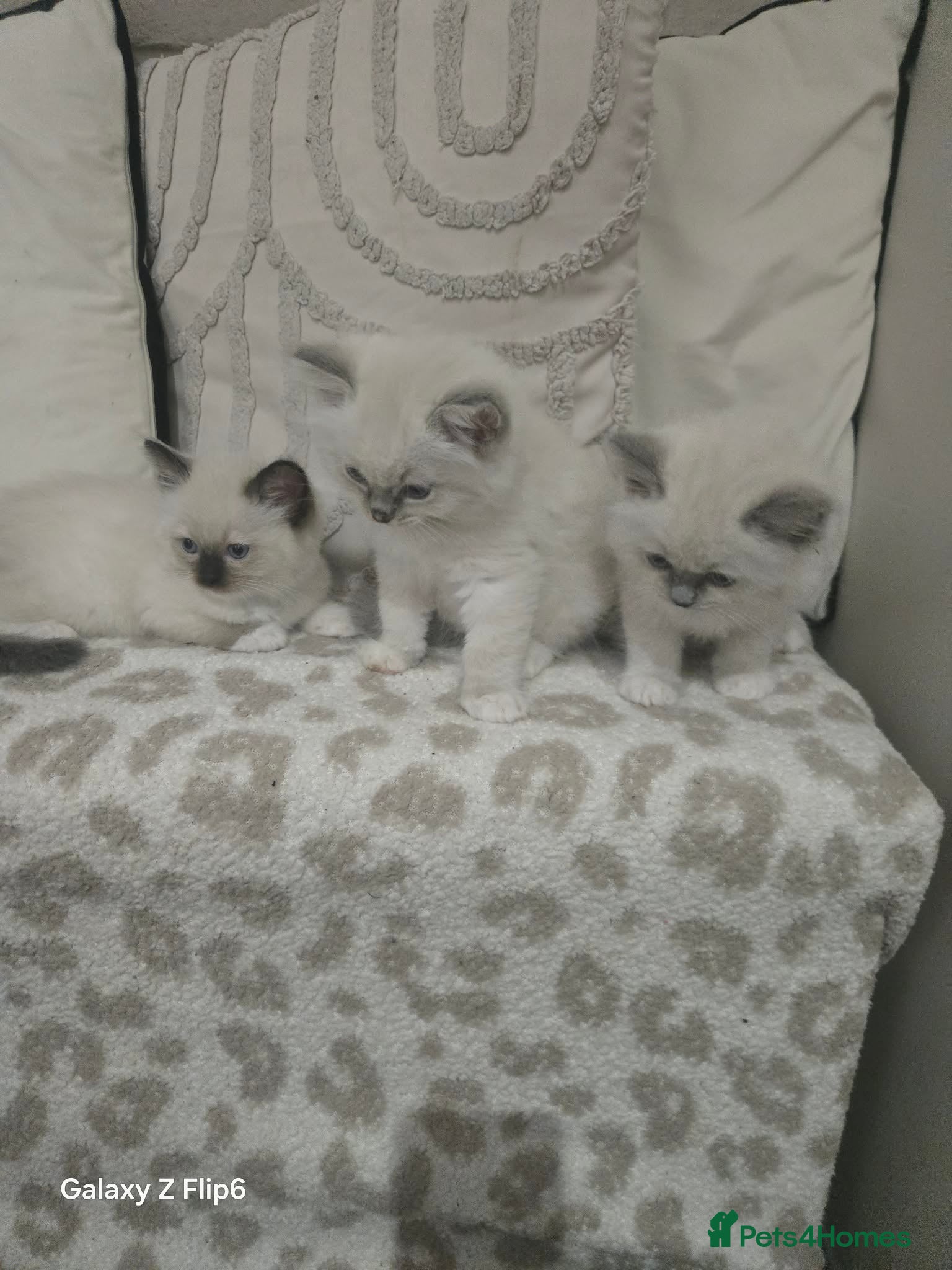Ragdoll cats Beautiful pure breed ragdoll kittens  - Advert 2