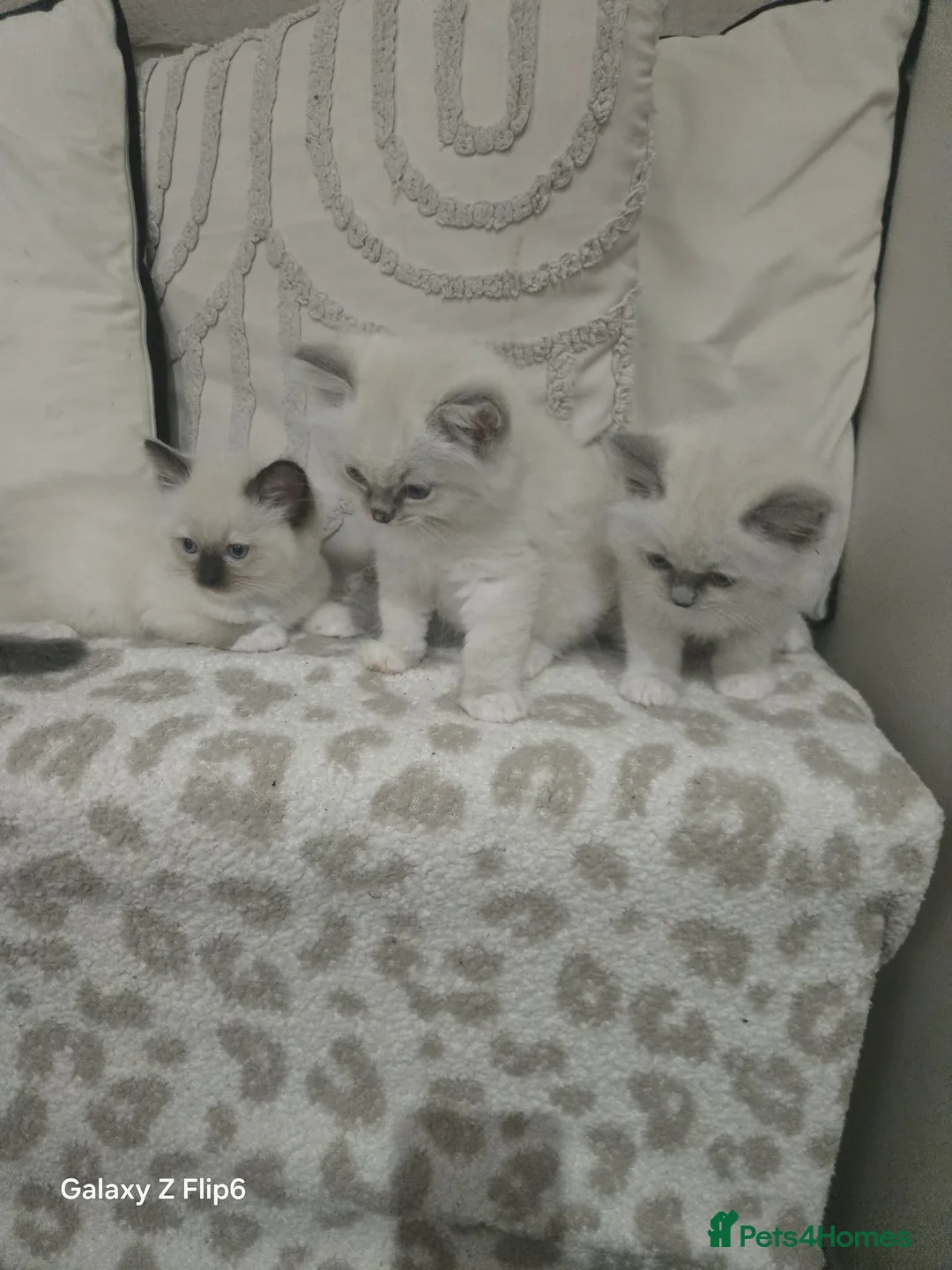 Ragdoll cats for sale: Beautiful pure breed ragdoll kittens  - Advert 2
