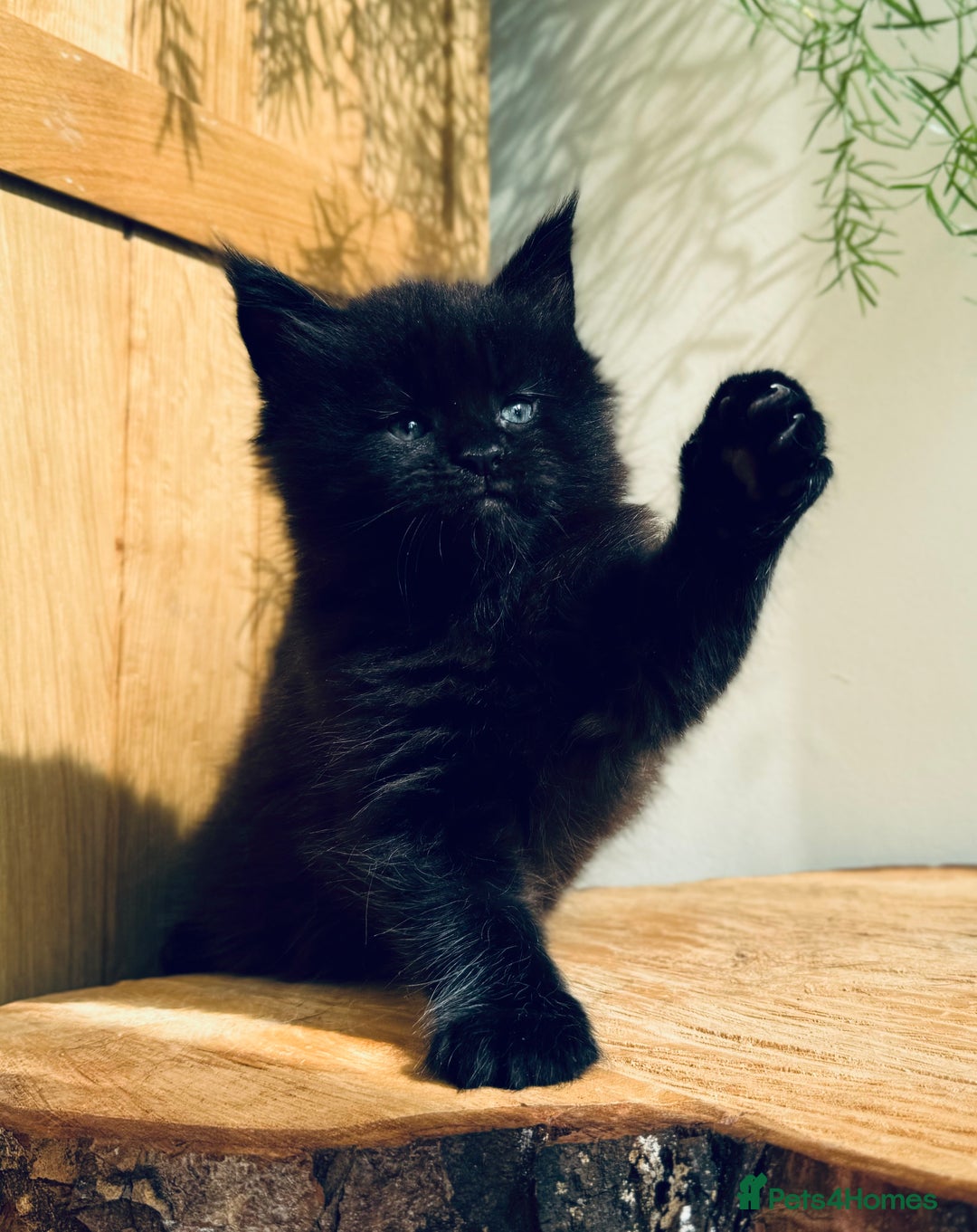 Maine Coon cats for sale: Maine Coon kittens - Advert 16