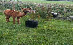 Alpaca livestock for sale: Alpacas  - Advert 8