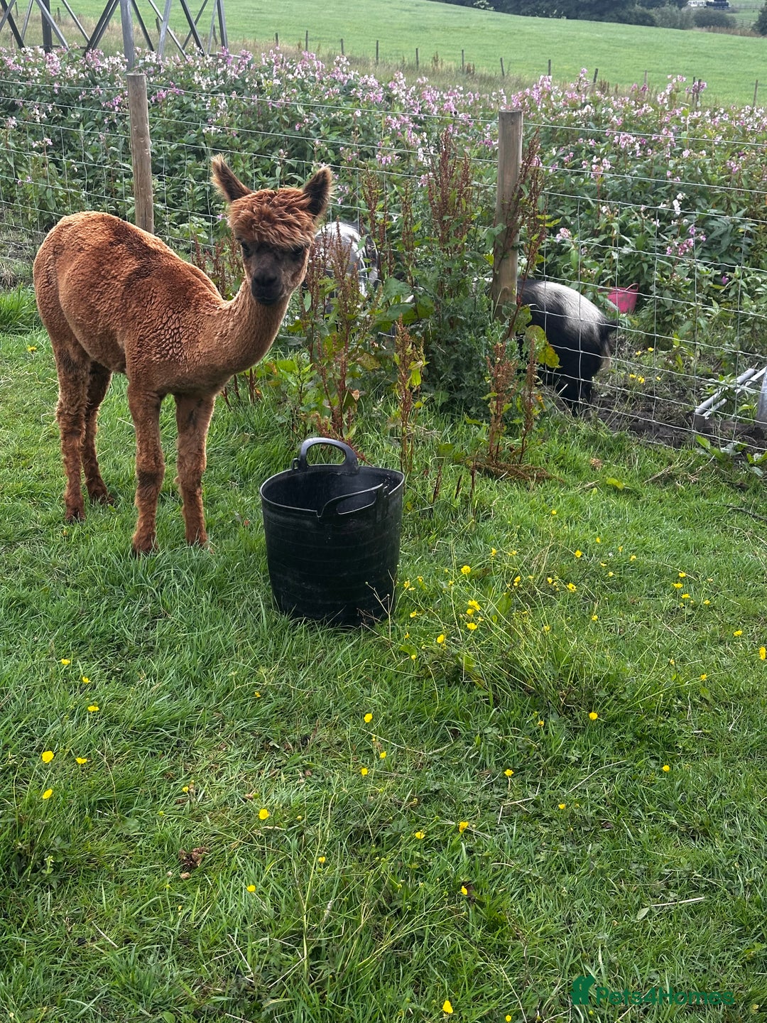 Alpaca livestock for sale: Alpacas  - Advert 8