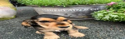 Cocker Spaniel dogs for sale:  Kc reg show cockers last 2 remaining - Advert 5