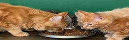 Maine Coon cats for sale: Pedigree Maine Coon kittens - Advert 5