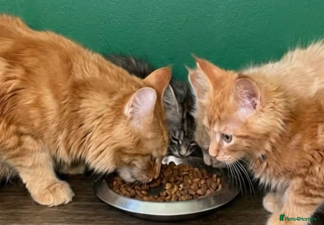Maine Coon cats for sale: Pedigree Maine Coon kittens - Advert 5