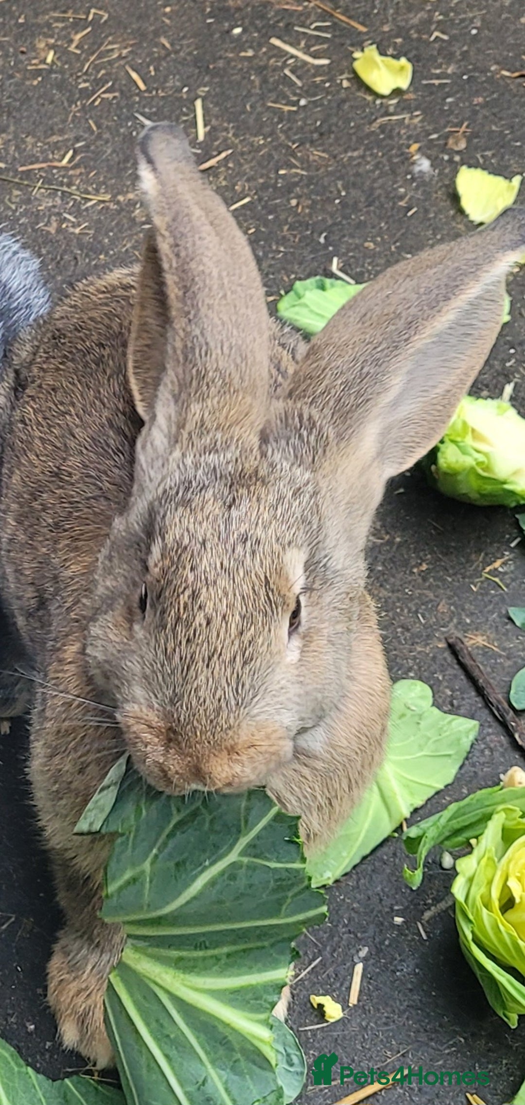 Continental Giant rabbits for sale: Giant rabbits  - Image 4