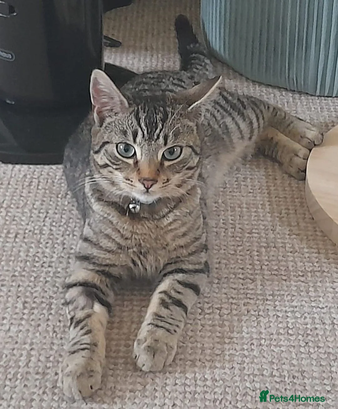 Domestic Shorthair cats for sale: Charlie in Honiton - Advert 2