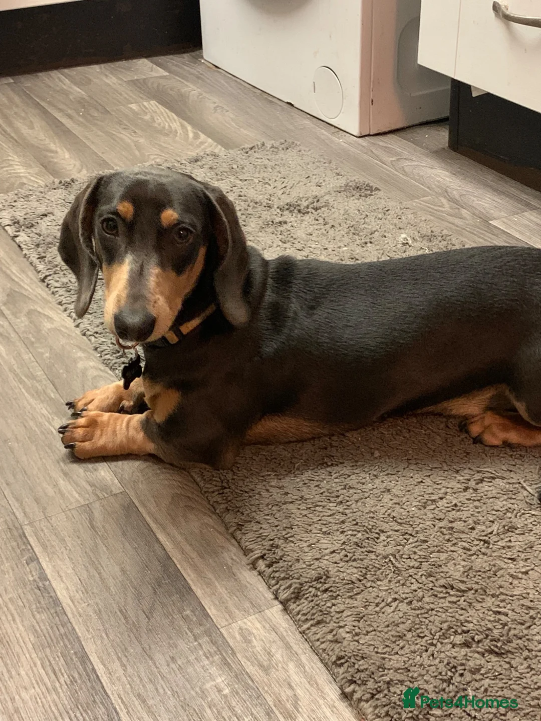 Dachshund dogs for sale: 6 beautiful dachshund boys in Telford - Advert 2