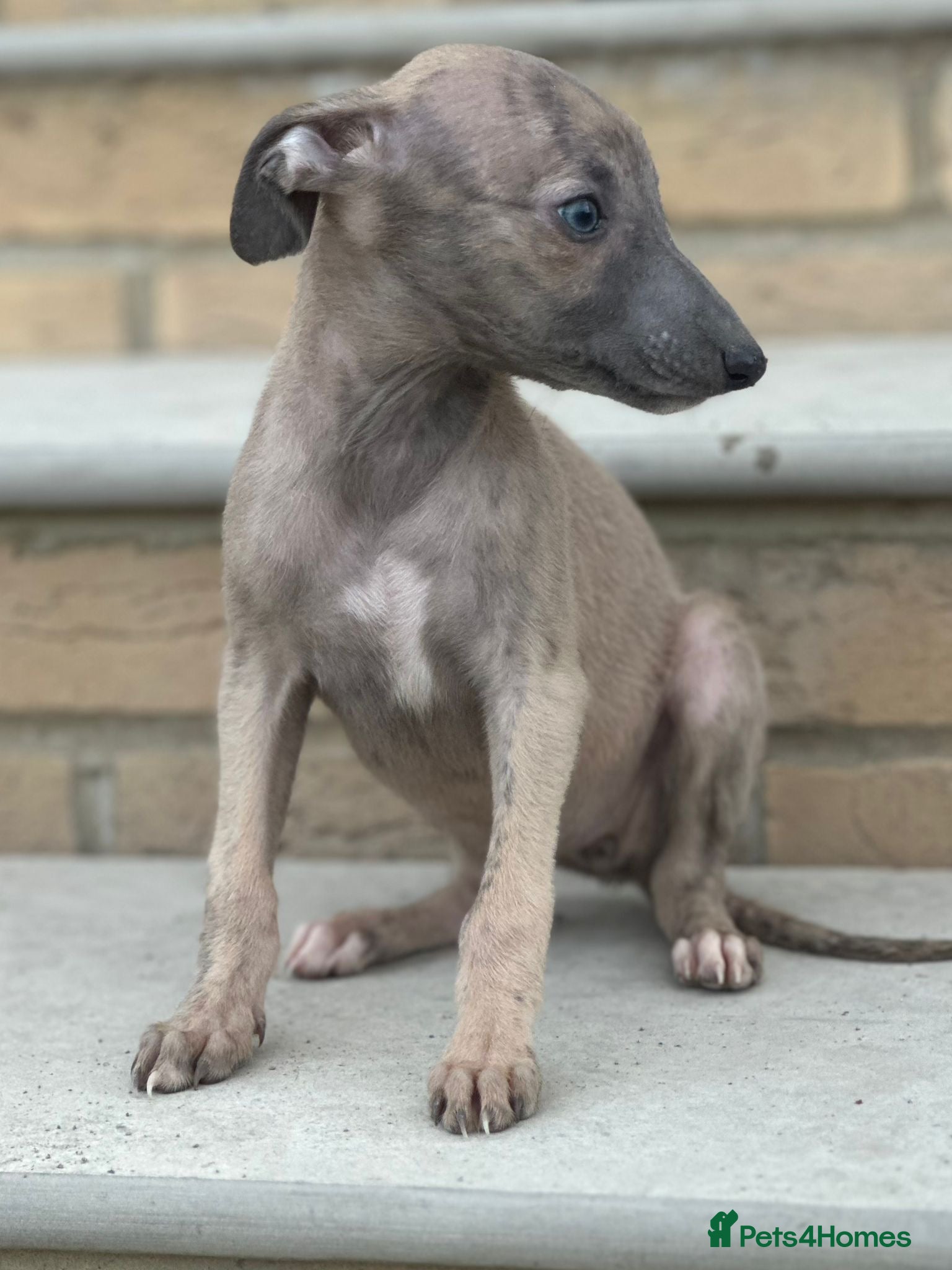 Whippet dogs for sale: Whippet pups ready now! - Advert 12