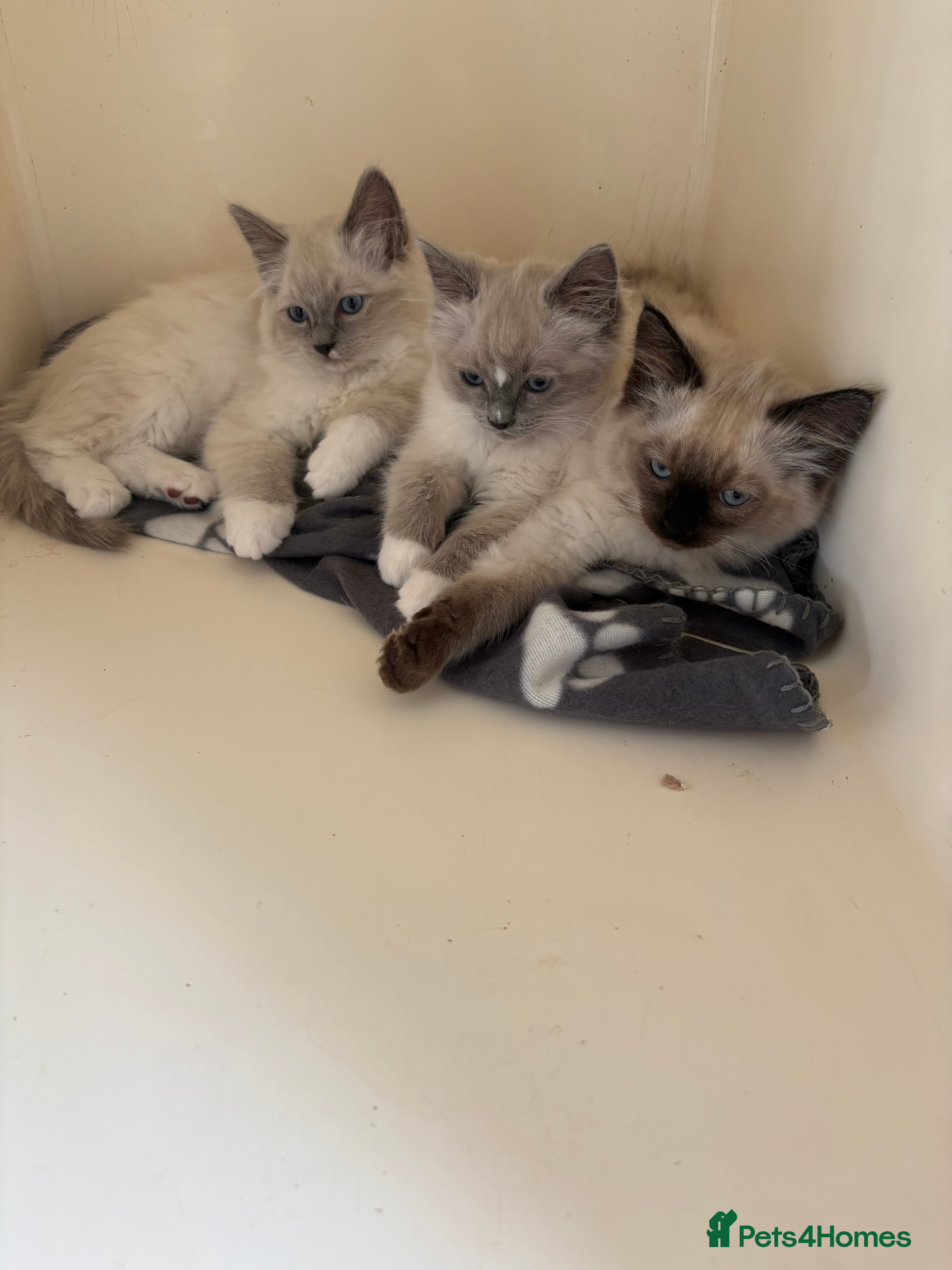 Ragdoll cats Ragdoll kittens - Advert 2