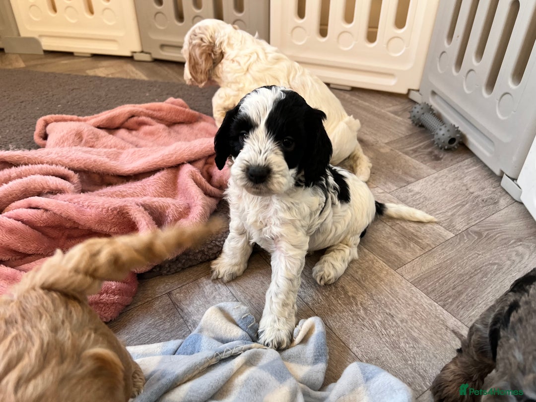 Cockapoo dogs for sale: F1 Cockapoo puppies  - Image 16