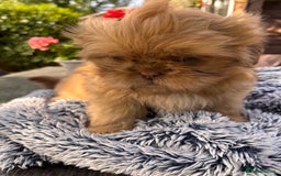 Shih Tzu dogs for sale: Stunning shih tzu babies - Image 8