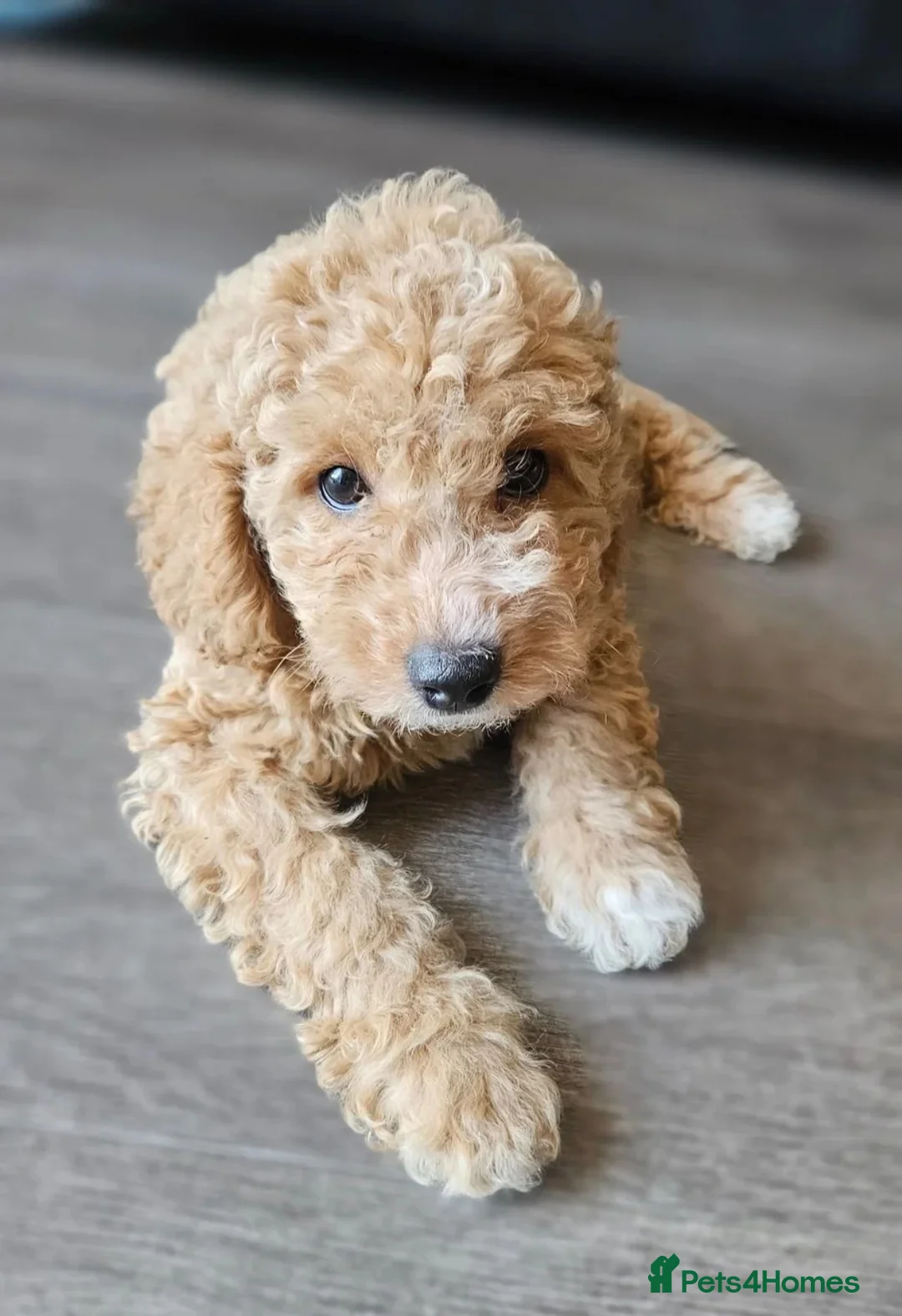 Goldendoodle dogs for sale: 🐾 Beautiful Toy Goldendoodle Puppy Available 🐾 in Twickenham - Advert 4
