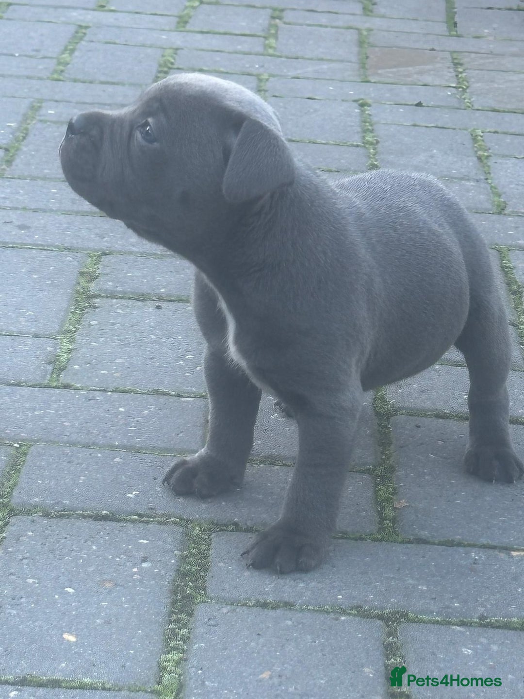 Staffordshire Bull Terrier dogs for sale: QUALITY CHUNKY PUPS - Image 3