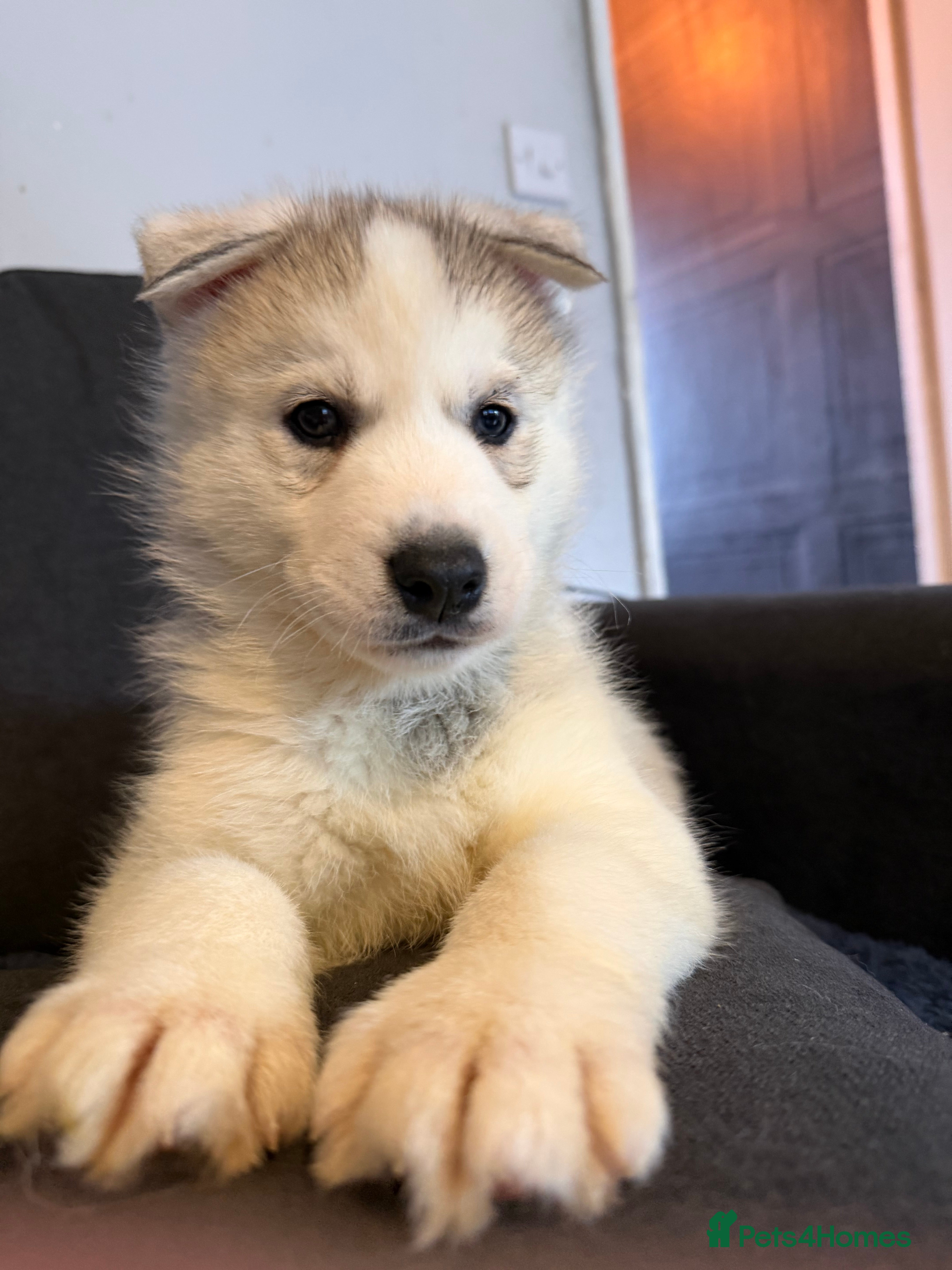 Siberian Husky dogs Siberian Huskies **one male left! - Advert 4