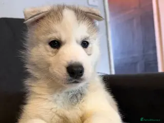 Siberian Husky dogs Siberian Huskies **one male left! - Advert 4