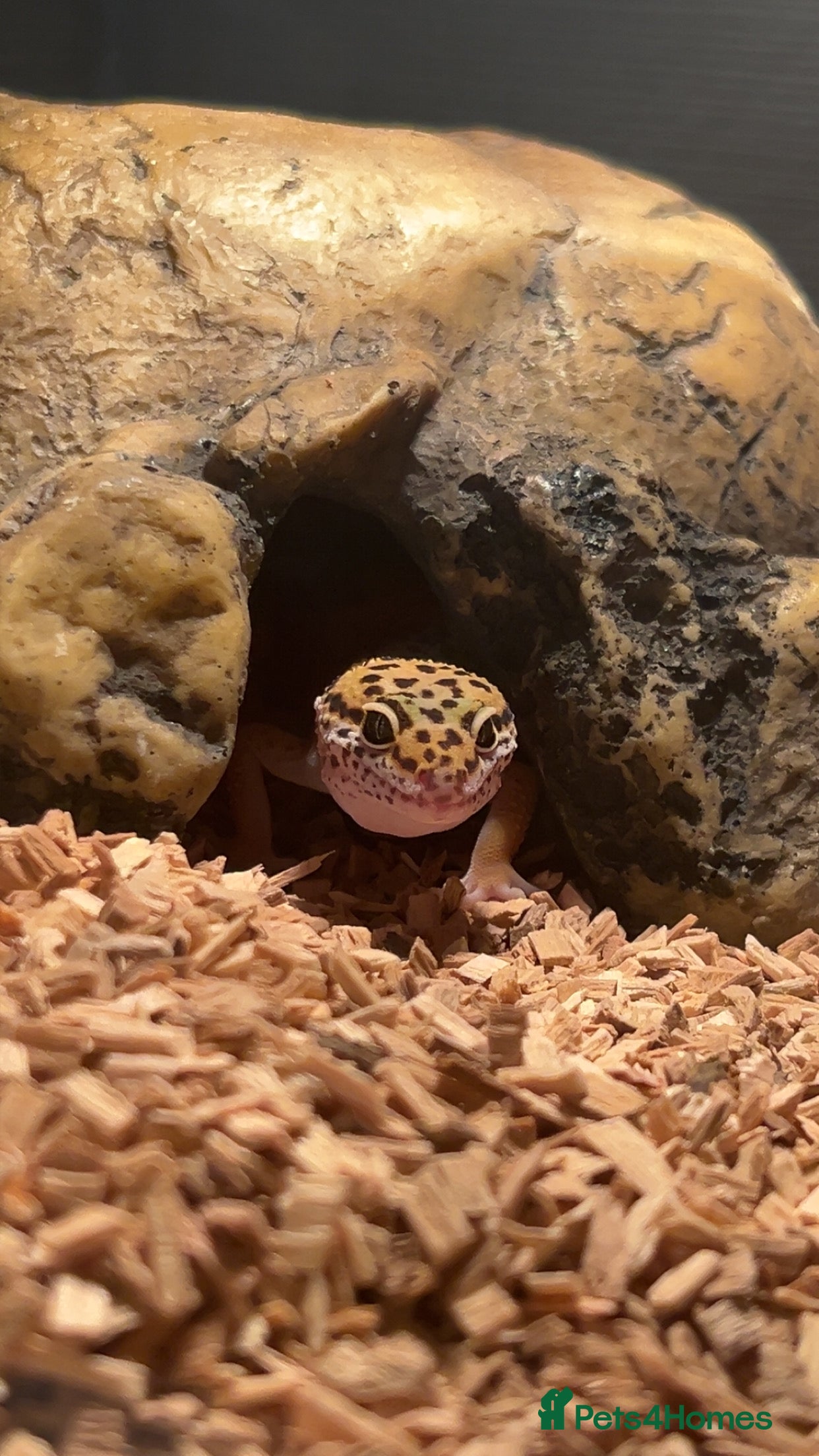 Leopard Gecko reptiles Male leopard gecko  - Advert 15