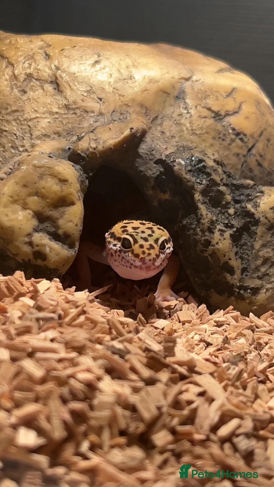 Leopard Gecko reptiles for sale: Male leopard gecko  - Advert 1