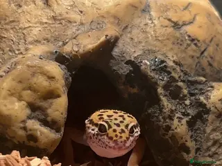 Leopard Gecko reptiles Male leopard gecko - Advert 1