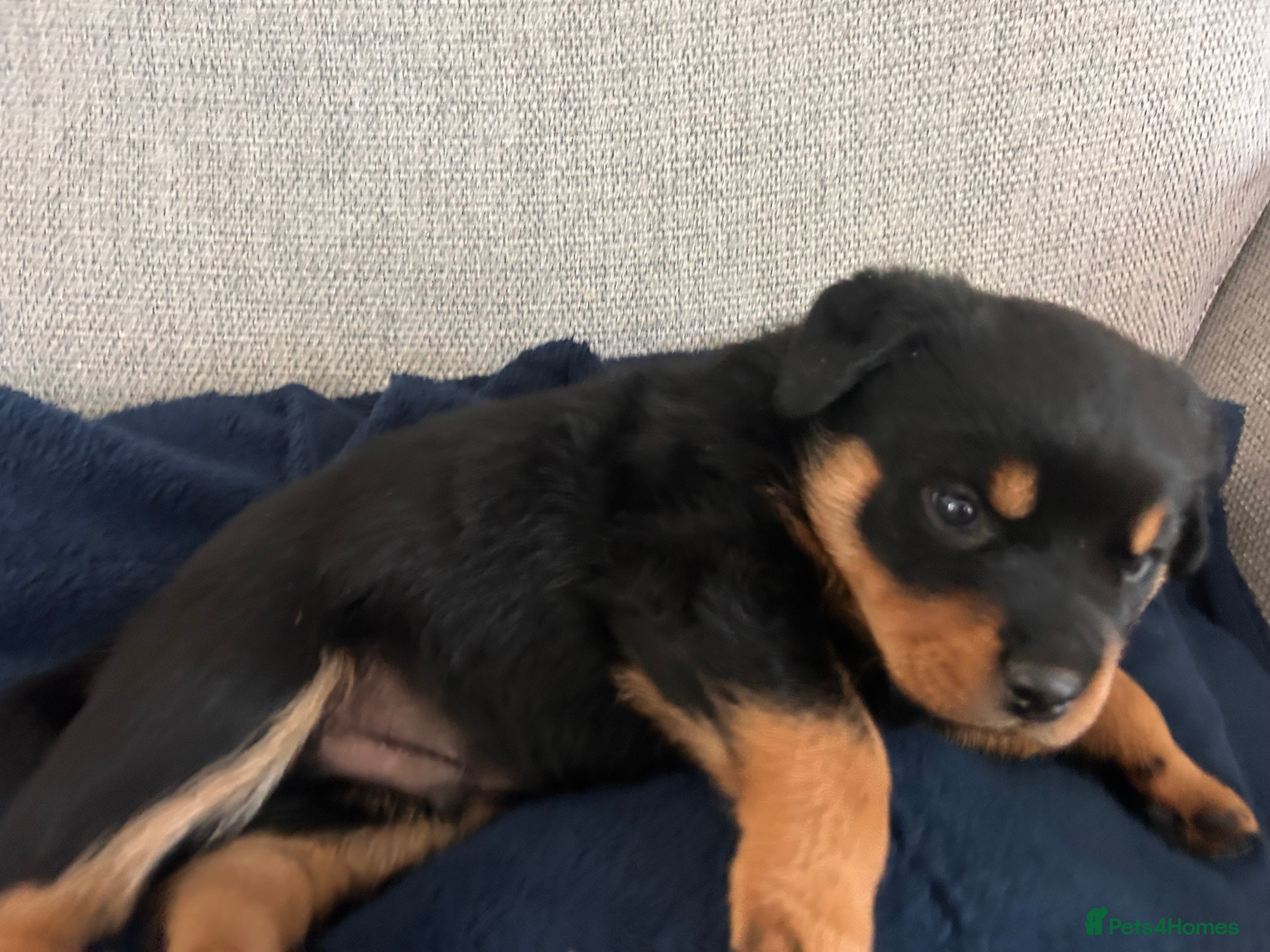 Rottweiler dogs for sale: Pure breed Rottweiler puppies for sale - Advert 25