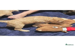 Sproodle dogs for sale: 2nd generation 1/4springer 3/4poodle - Image 3