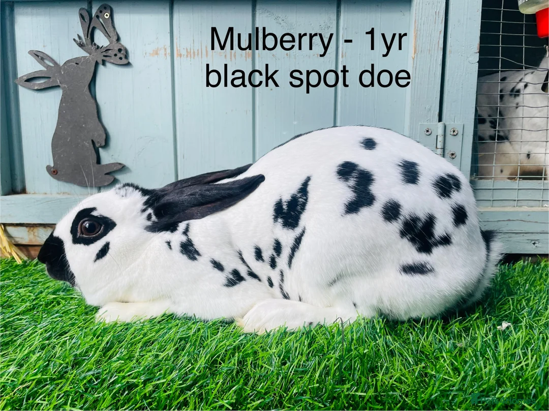 English Spot rabbits for sale: English Spot Rabbits - Advert 1