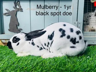 English Spot rabbits English Spot Rabbits - Advert 1