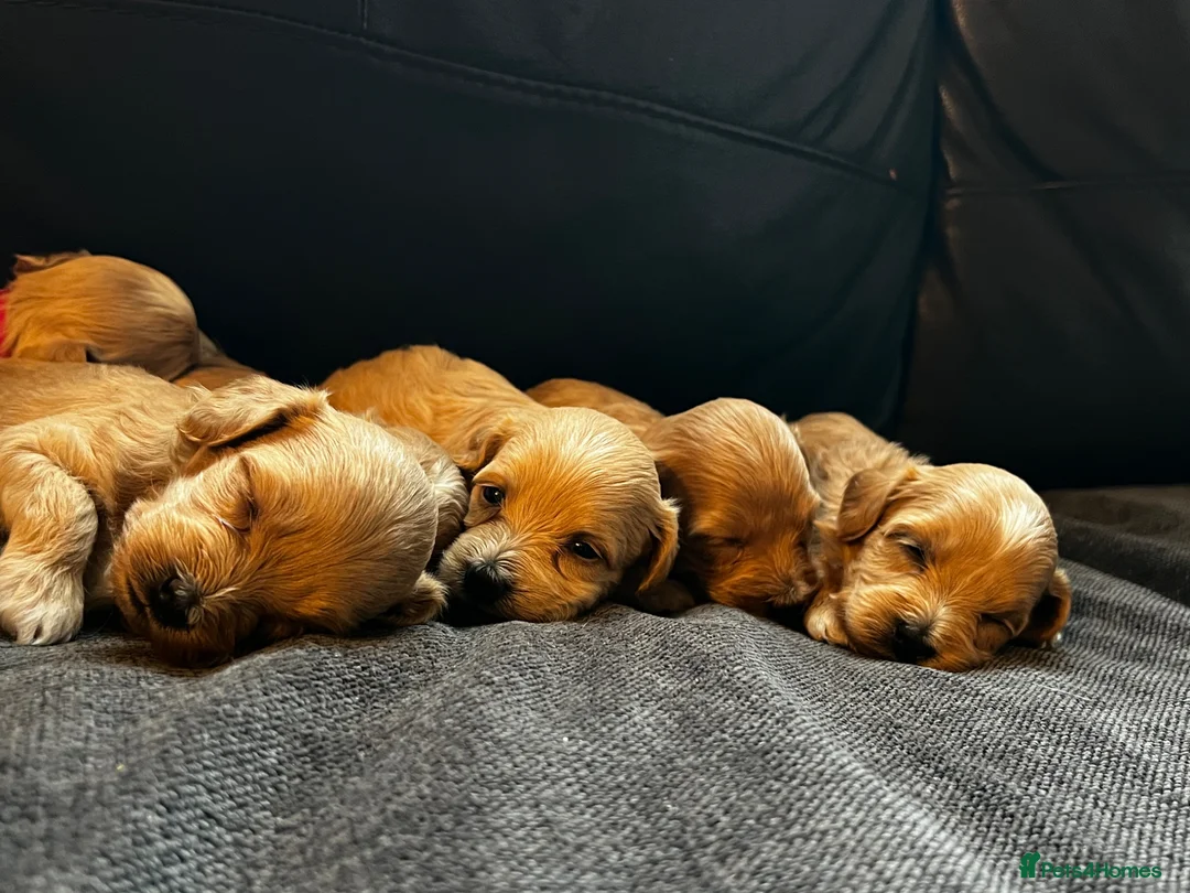 Maltipoo dogs for sale: ❤️🐶 Beautiful maltipoo litter 🐶❤️ in Rainham - Advert 11