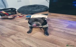 Staffordshire Bull Terrier dogs for stud: BLUE Proven 50+ litters, natural and artificial  in Erith - Image 18