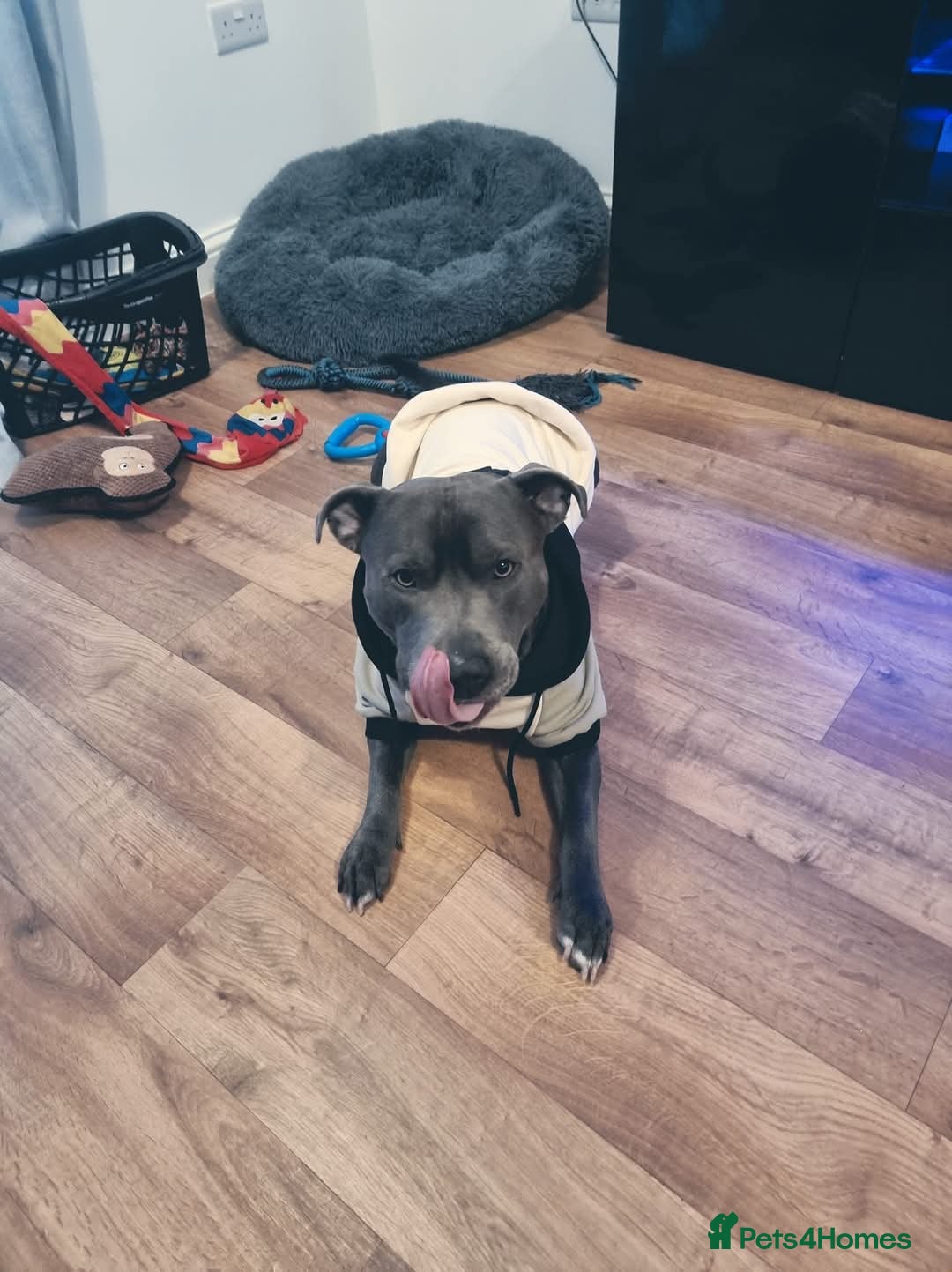 Staffordshire Bull Terrier dogs for stud: BLUE Proven 50+ litters, natural and artificial  in Erith - Image 18