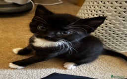 Domestic Shorthair cats for sale: Gorgeous boy and girl kittens  - Image 9